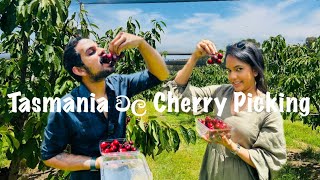 අපිත් එක්ක Cherry කඩන්න යමුද - Cherry Picking at Iron Creek Bay, Hobart Tasmania