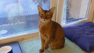 Abyssinian cat meows