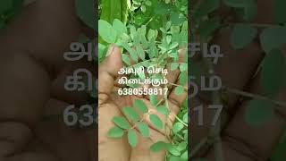 அவுரி செடி கிடைக்கும் 6380558817