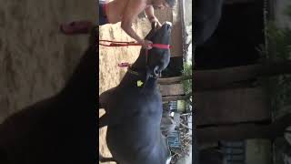 Buffalo for sale #sansaniwaldairyfarm #short #hldb