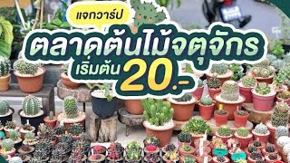 ไปกัน! 20 บาทก็ซื้อได้ ตลาดต้นไม้จตุจักร (Plant Market) แคดตัส สวยๆ ราคาไม่แพง