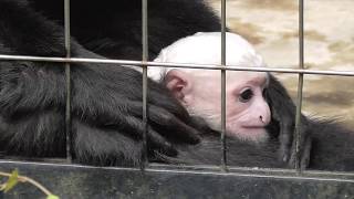 Just 2 weeks of baby monkey (Mantled guereza）最初で最後の2週間-アビシニアコロブスの赤ちゃん。