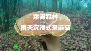 和我一起做个在下雨天采蘑菇的梦#沉浸式 #采蘑菇 #红伞伞白杆杆