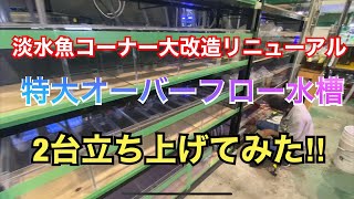 淡水魚コーナー大改造リニューアル！特大オーバーフロー水槽二台設置してみた！