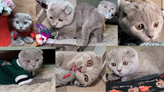 The Best Cats Video Compilation of 2025! Cutest and Funniest Video of Cats Ever! My Cat in a Sweater