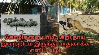 பாம்பு, கீரி, நாய்கள் இவற்றிடமிருந்து கோழிகளை காக்க எளிய வழி