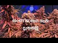 කංසා ශාකය / Kansa / Cannabis / what is cannabis / kansa / ganja /ගංජ /kush/කුෂ්