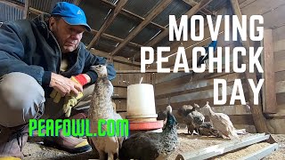 Moving Peachick Day, Peacock Minute, peafowl.com