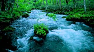 Forest River flowing in Early Morning 4k. Relaxing River Sounds, White Noise for Sleep, Meditation.