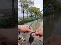 field test of b50 loongze dbc reel loongze loongzedbc dc bfsfishing ultralightfishing fishing