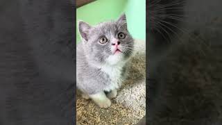 9 OMG！这是俺把猫砂当猫粮的baby #萌宠出道计划 #抖音动物图鉴 #猫咪的迷惑行为