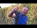 harvesting ciabot berton s roggieri in barolo