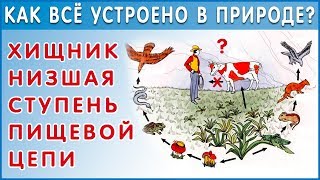 Наука Экология. Почва, минералы. Пищевые сети и цепи в экосистеме. Фролов