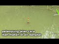 mancing ikan nila di sungai yang airnya dangkal