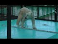 2011年10月20日　おびひろ動物園　プール上がりのイコロ