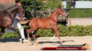 Luxuriouzz v/d Waalsehoeve (Glock's Johnson TN x San Remo)