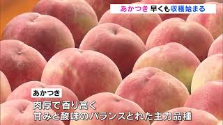 例年より1週間早く…福島を代表するモモ「あかつき」収穫始まる