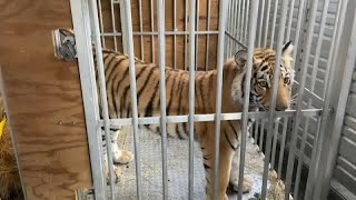 Fin de la aventura para el tigre que tuvo en jaque a Houston