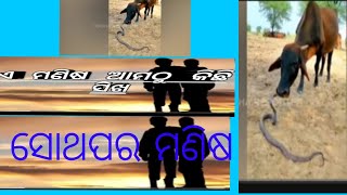 ଏ ମଣିଷ ଜାତି ଆମଠୁ କିଛି ସିଖ ସୋଥପର ମଣିଷ #viral #viralvideos #new #odisha #odishanews ସତରେ ମଣିଷ ସୋଥପର 🥺🥺