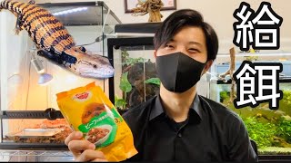 【意外】アオジタトカゲってこんな物も食べるの？