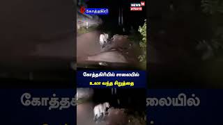 கோத்தகிரியில் சாலையில் உலா வந்த சிறுத்தை | Kothagiri | Cheetah | News18 Tamil Nadu