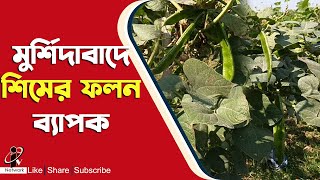 Flat Bean Cultivation: অনুকূল আবহাওয়ার কারণে এবার মুর্শিদাবাদে ব্যাপক ফলন শিমের