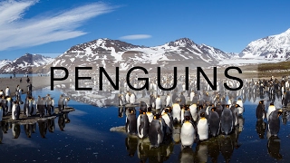 Thousands of penguins on South Georgia island