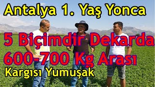 Antalya Sıcağında Yeni Ekim Yonca -Her Biçim 600-700 Kg Arası Yüksek Verim -Düzenli  Yonca Gübreleme