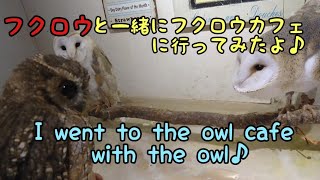 フクロウカフェにフクロウと一緒に行ってみたよ♪ I went to the owl cafe with the owl♪