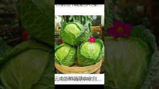 美国人解梦(237) 梦见卷心菜   American Dream Interpretation: dreaming of cabbages