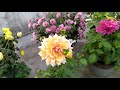 all about dahlia plant care cost and many and prevension