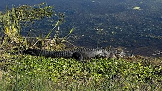 Orlando Wetlands Park Tour 2023 | New Cypress Boardwalk, Alligators, Birds \u0026 More!