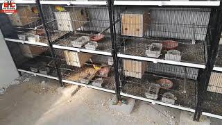 Birds Winter Care | Love Birds Care in Winter Video Urdu/Hindi