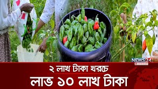 বোম্বাই মরিচে লাখপতি | Bombay Chilli | Naga | News24 Special