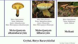 Grybai, Būrys Baravykiečiai baravykas raudonviršis kazlėkas aksombaravykis meškutė tikrasis fungus