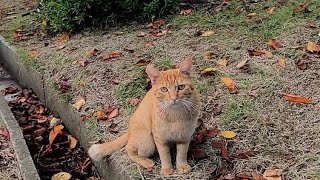 ジョギングコース脇でモフられるのを待っている野良猫がカワイイ