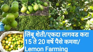 लिंबू शेती | एकदा लागवड करा 15 ते 20 वर्षेपर्यंत पैसे कमवा | Lemon Farming