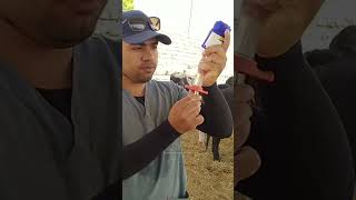 गाय को इंजेक्शन कैसे लगाते है | injecting Cow With a Gun #shorts