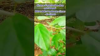 Pohon Daun Cincau yang sudah jarang ditemukan #mydailyupdate #plants #cincau #shortsvideo #fypシ゚