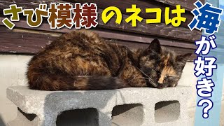 【猫島】さび模様のしまねこが海沿いをお散歩！｜愛知・佐久島「しまねこうらら」#45