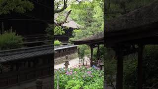 アジサイ　京都の藤森神社　#京都観光