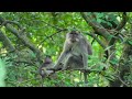 amazon 4k the world’s largest tropical rainforest scenic relaxation film with calming music