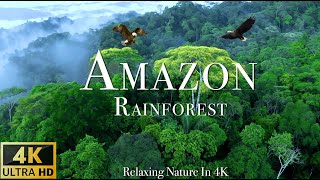 Amazon 4k - The World’s Largest Tropical Rainforest -  Scenic Relaxation Film wi