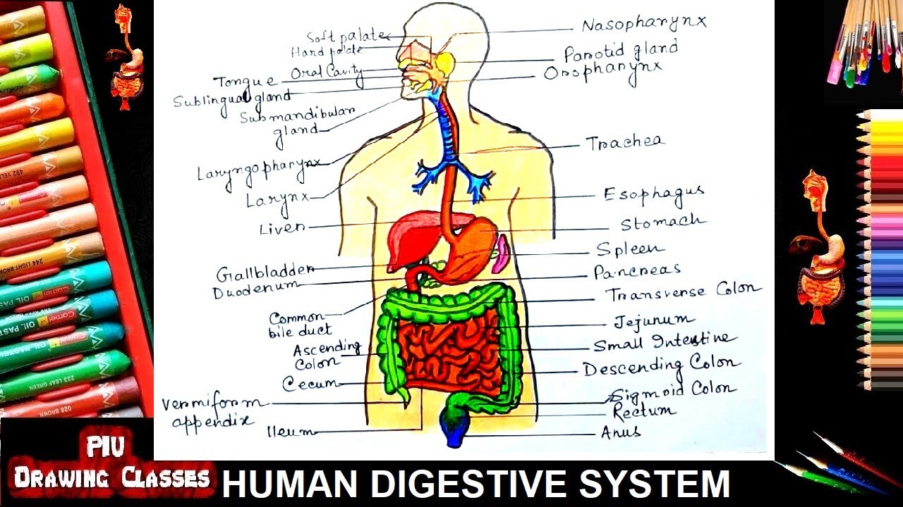 How To Draw Human Digestive System Diagram | Gastrointestinal Tract ...