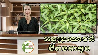 ជីពងទាកូនព្យាបាលជម្ងឺច្រើនមុខ | Benefits of Cambodian Mint | ចំណេះដឹងសម្រាប់សុខភាព