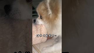 2度寝を許してくれない愛犬#shorts #ポメラニアン#dog#かわいい#おもしろ#多頭飼い#cutedog#犬