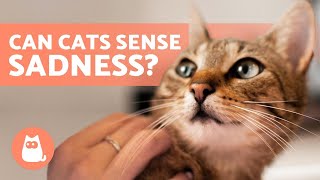 Can CATS Sense Our EMOTIONS? 🐱❤️ Find out!