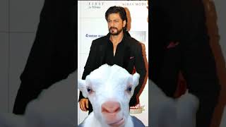 shah rukh khan with viral cute goat #shorts