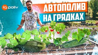 Как ЛЕГКО организовать АВТОПОЛИВ на ГРЯДКАХ? | Капельный полив своими руками