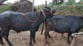 Super mast meeting buffalo try by village letest Rajasthani animal HD video